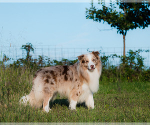 Father of the Border Collie puppies born on 09/16/2025