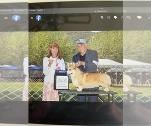 Father of the Pembroke Welsh Corgi puppies born on 01/21/2025