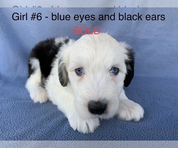 Medium Photo #9 Old English Sheepdog Puppy For Sale in MESA, AZ, USA