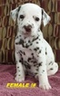 Puppy 2 Dalmatian