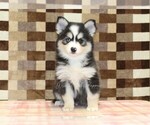 Small #2 Pomsky