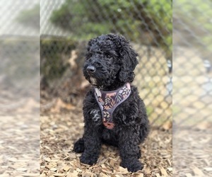 Goldendoodle (Miniature) Puppy for sale in KEENE, NH, USA