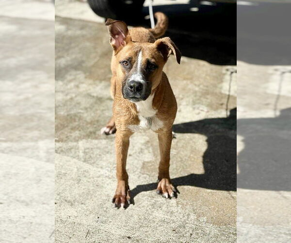 Medium Photo #4 Boxador Puppy For Sale in Raleigh, NC, USA