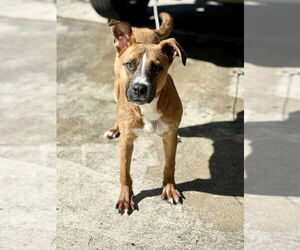 Duck - Male Boxador Dog for Adoption - Photo #4