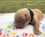 Puppy Atlas Golden Retriever