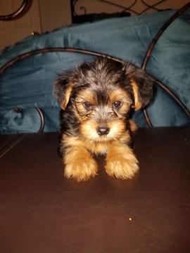 Medium Photo #1 Yorkshire Terrier Puppy For Sale in LOS ANGELES, CA, USA