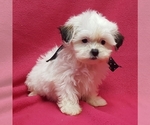 Small Photo #10 ShihPoo Puppy For Sale in BUFFALO, MO, USA