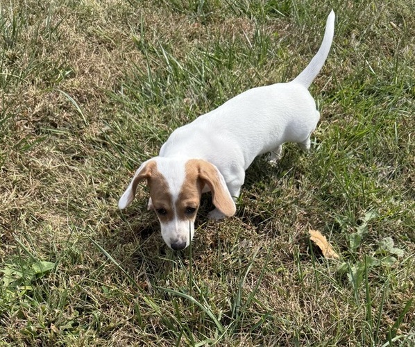 Medium Photo #5 Dachshund Puppy For Sale in ASHLAND, NE, USA