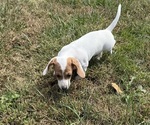 Small #4 Dachshund