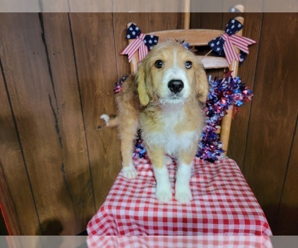 Medium Photo #28 Bernedoodle (Miniature) Puppy For Sale in BLACK FOREST, CO, USA