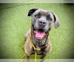 Small Bullmastiff Mix