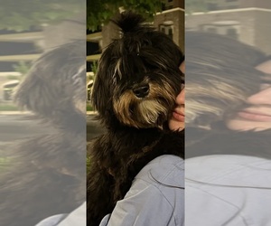 Mother of the Bernedoodle-French Bulldog Mix puppies born on 06/06/2025