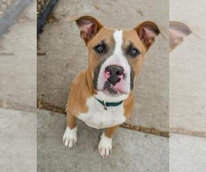 Mutt Dogs for adoption in Tulsa, OK, USA