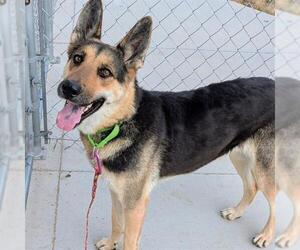 German Shepherd Dog-Unknown Mix Dogs for adoption in Las Vegas, NV, USA