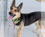 Small German Shepherd Dog Mix