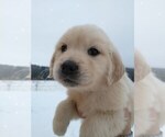Puppy 3 Golden Retriever