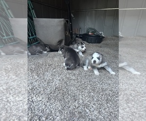 Siberian Husky Dog for Adoption in BALCONES HEIGHTS, Texas USA