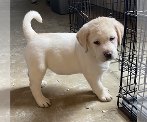 Labrador Retriever Puppy for Sale in LADOGA, Indiana USA