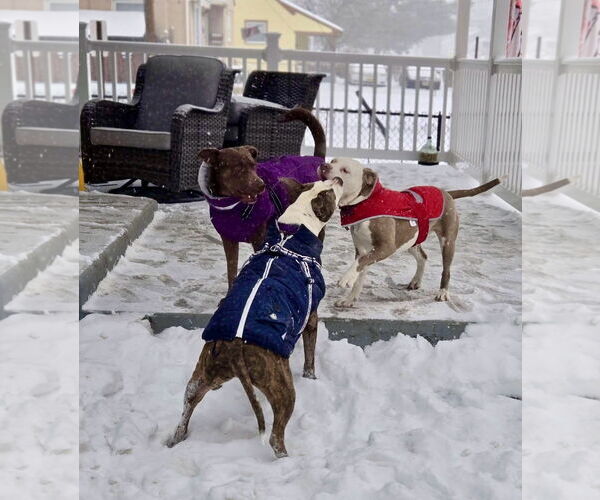 Medium Photo #4 Mutt Puppy For Sale in Mount Laurel, NJ, USA