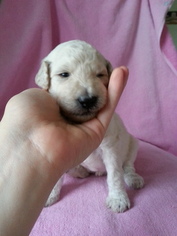Poodle (Standard) Puppy for sale in JEFFERSON, OH, USA