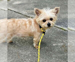 Baby Doll (GA) - Female Bichon Frise-Unknown Mix Dog for Adoption - Photo #2