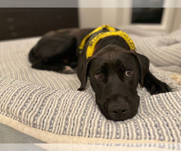 Medium Photo #6 American Pit Bull Terrier-Unknown Mix Puppy For Sale in St. Louis Park, MN, USA