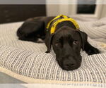 Small #5 American Pit Bull Terrier Mix