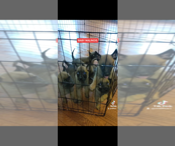 Medium Photo #1 Belgian Malinois Puppy For Sale in ELLENWOOD, GA, USA