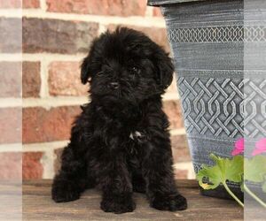 YorkiePoo Puppy for sale in ROBESONIA, PA, USA