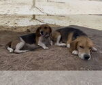Small Beagle