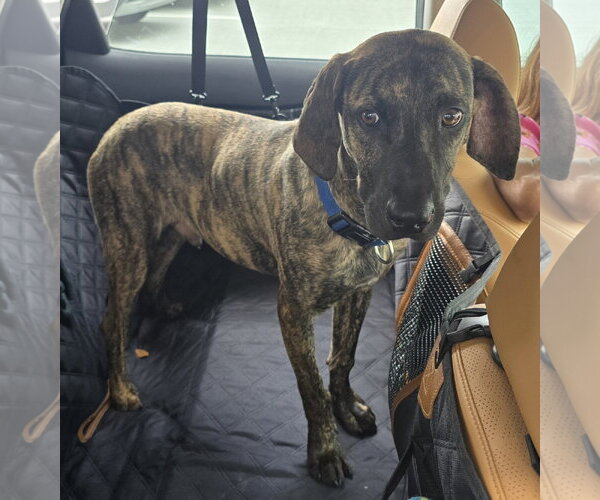 Medium Photo #3 Labrador Retriever-Plott Hound Mix Puppy For Sale in Missouri City, TX, USA