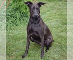 Small #2 Doberman Pinscher Mix