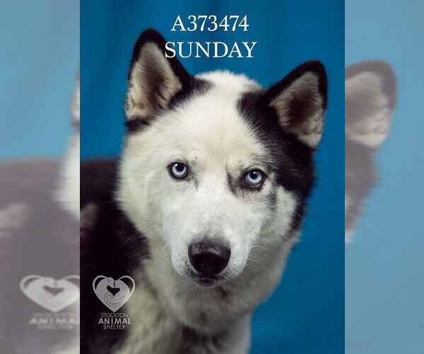 Medium Photo #2 Siberian Husky Puppy For Sale in Stockton, CA, USA