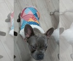 Small #3 French Bulldog