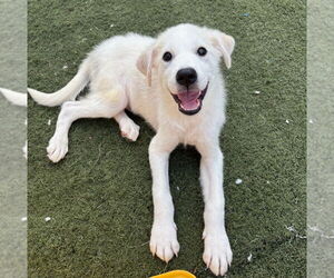 Great Pyrenees-Unknown Mix Dogs for adoption in GILBERTS, IL, USA