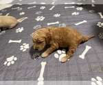 Small Photo #2 Goldendoodle Puppy For Sale in PORTLAND, OR, USA