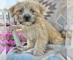 Small #4 Morkie