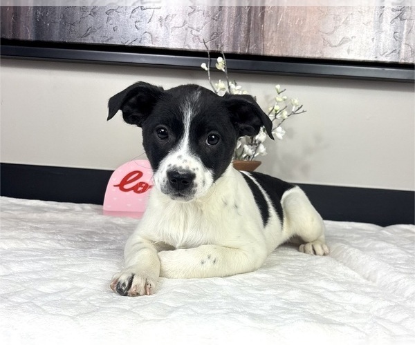 Medium Photo #1 Border Collie Puppy For Sale in FRANKLIN, IN, USA