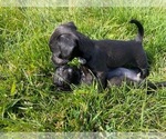 Small Photo #10 Wapoo Puppy For Sale in COLORADO SPGS, CO, USA