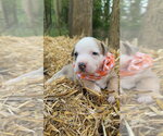 Small Mutt