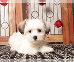 Small Photo #12 Zuchon Puppy For Sale in NAPLES, FL, USA