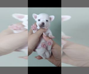 Chihuahua Puppy for sale in NEW PORT RICHEY, FL, USA