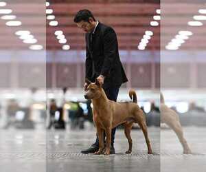 Thai Ridgeback Puppy for sale in MIAMI, FL, USA