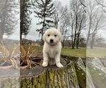 Small Photo #2 English Cream Golden Retriever Puppy For Sale in WORCESTER, MA, USA