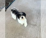 Small #2 Shih Tzu