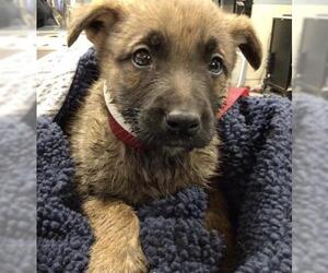 German Shepherd Dog Dogs for adoption in Riverside, CA, USA