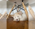 Puppy 6 Samoyed-Siberian Husky Mix