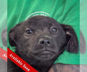 German Shepherd Dog-Unknown Mix Dogs for adoption in Huntley, IL, USA
