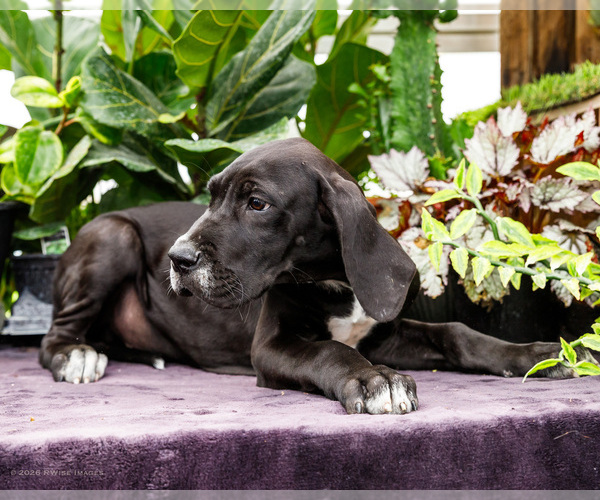Medium Photo #90 Great Dane Puppy For Sale in WAKARUSA, IN, USA