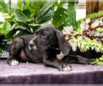 Small #2 Great Dane